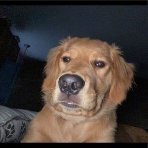 Meet your Posher, Patrick